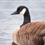 3y81ijwv9e