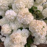 探讨日本动漫《鬼父》的情节与社会影响 th4e48g48