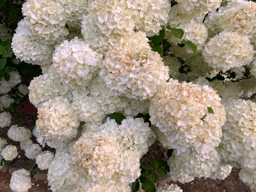 探讨日本动漫《鬼父》的情节与社会影响